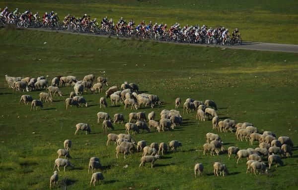 The peloton passes a herd of sheep.