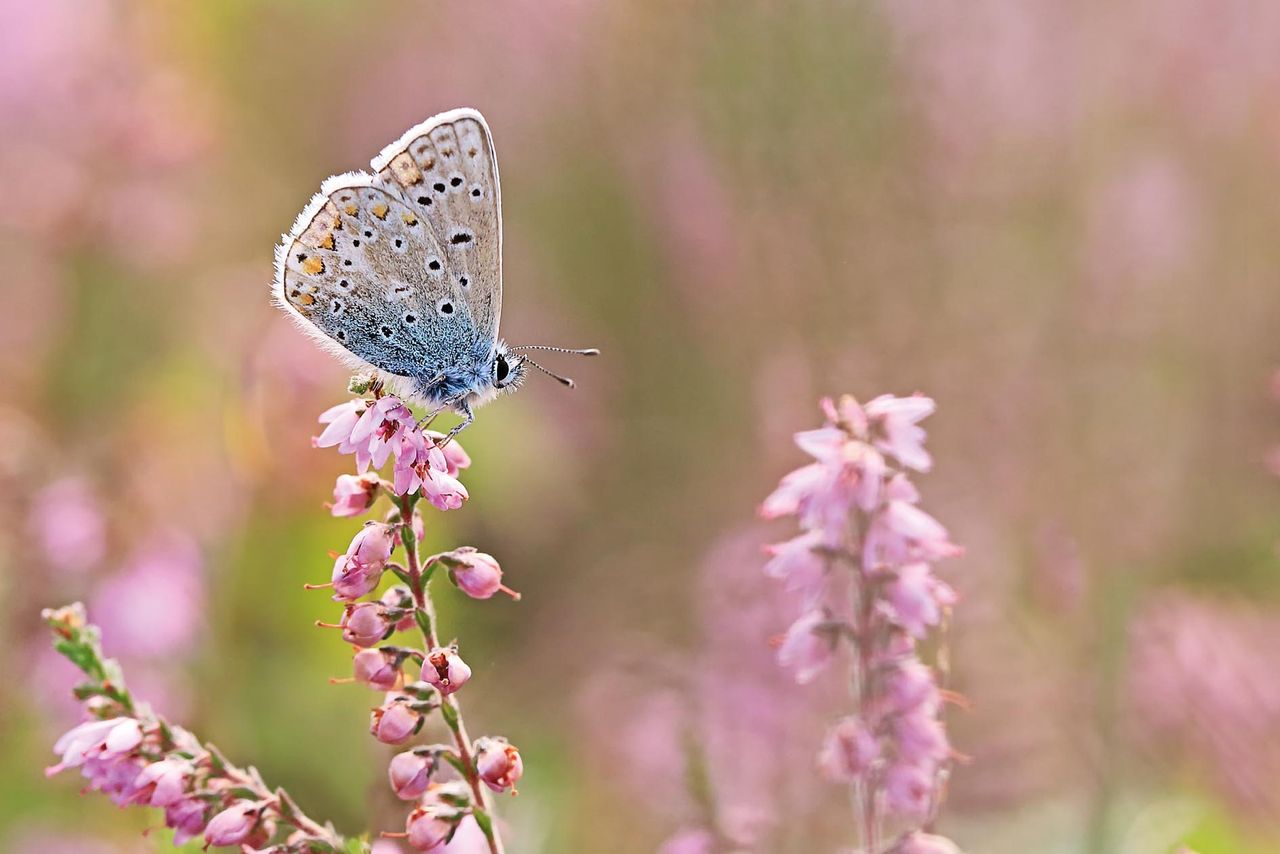 Common blue butterfly [Polyommatus icarus] perched on a piece of pink heather.