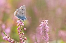 Common blue butterfly [Polyommatus icarus] perched on a piece of pink heather.