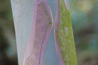 winter plants eucalyptus pauciflora