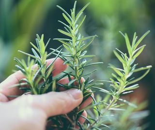 A hand holding the top of a rosemary plant