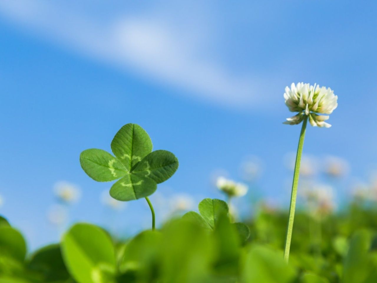 A four leaf clover and a white clover flower against a blue sky