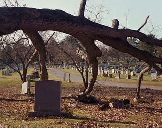 A picture of a cemetary taken from behind a tree