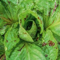 Chicory ‘Variegata di Castelfranco’. This is chic chicory: a wonderful maroon-speckled effect adorns the lime-green leaves of the dual-purpose plant.