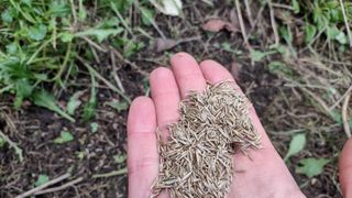 A pile of grass seeds on the palm of a hand.