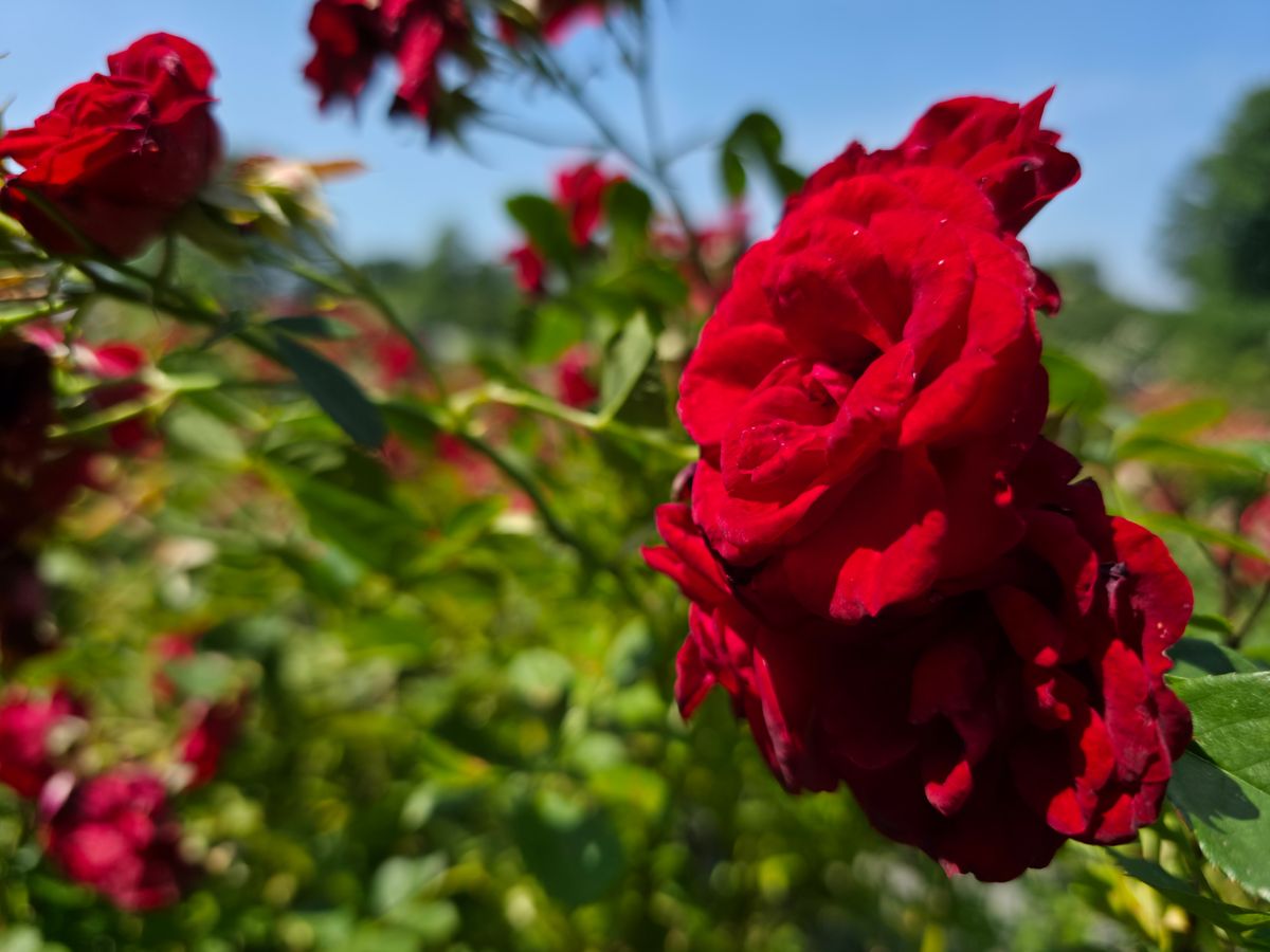 A red rose