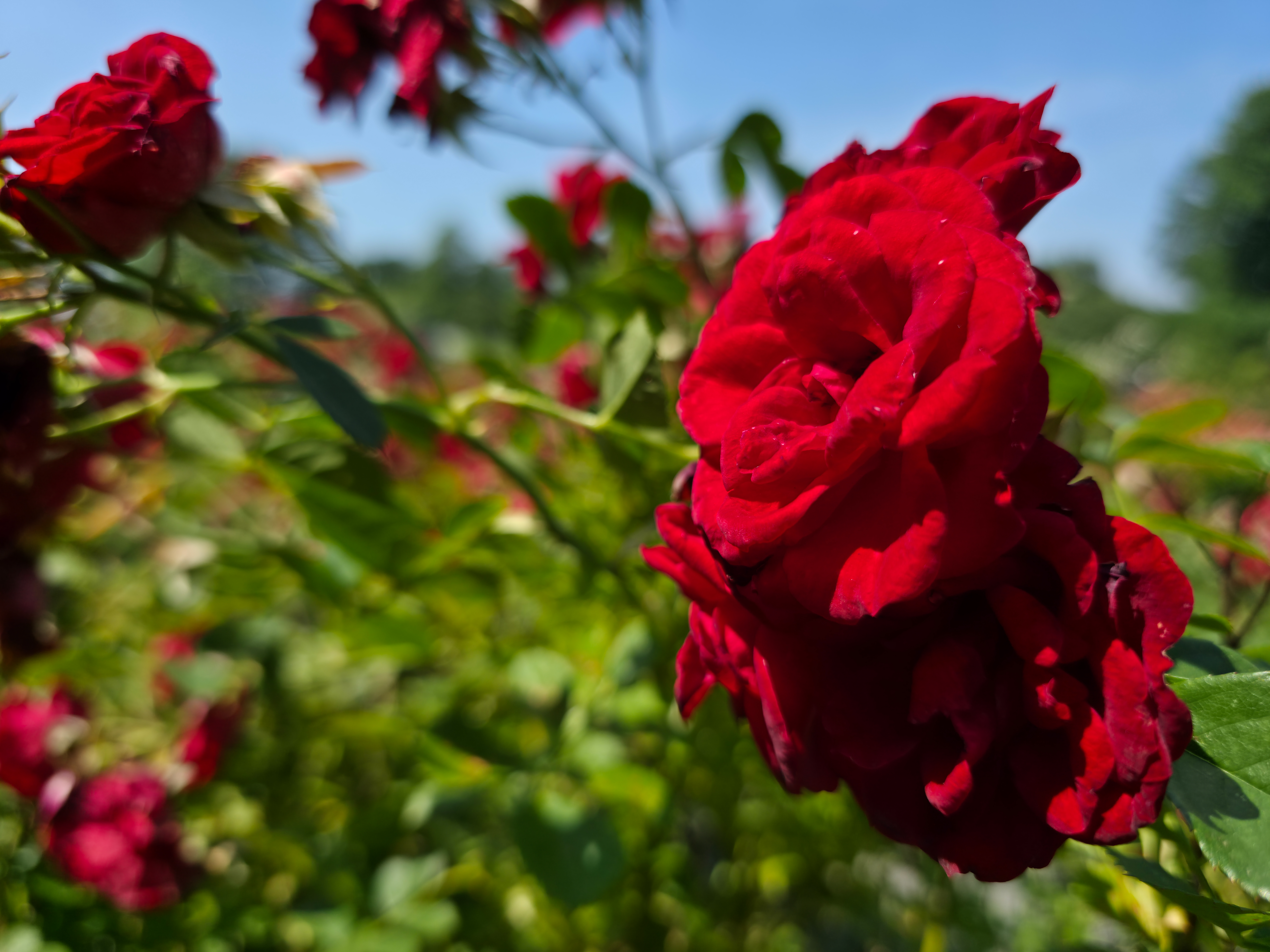A red rose