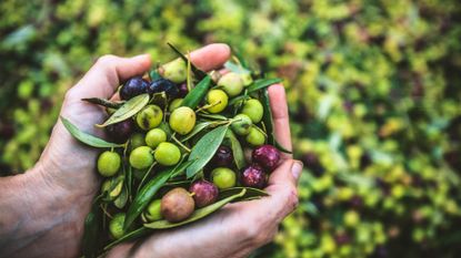 Hands cupping berries and leaves.