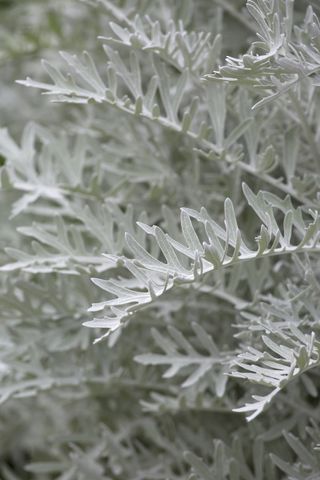 Artemisia for a Mediterranean garden