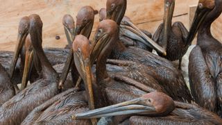 Oil covered pelicans found off the Louisiana coast after the Deepwater Horizon spill..