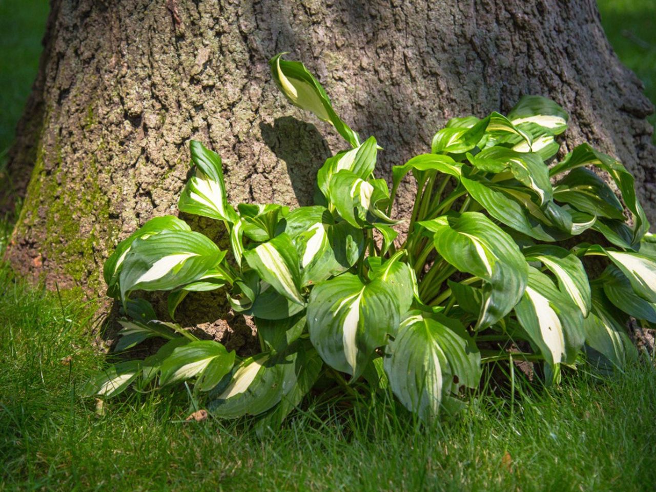 Shade Plants Growing At The Base Of A Large Tree