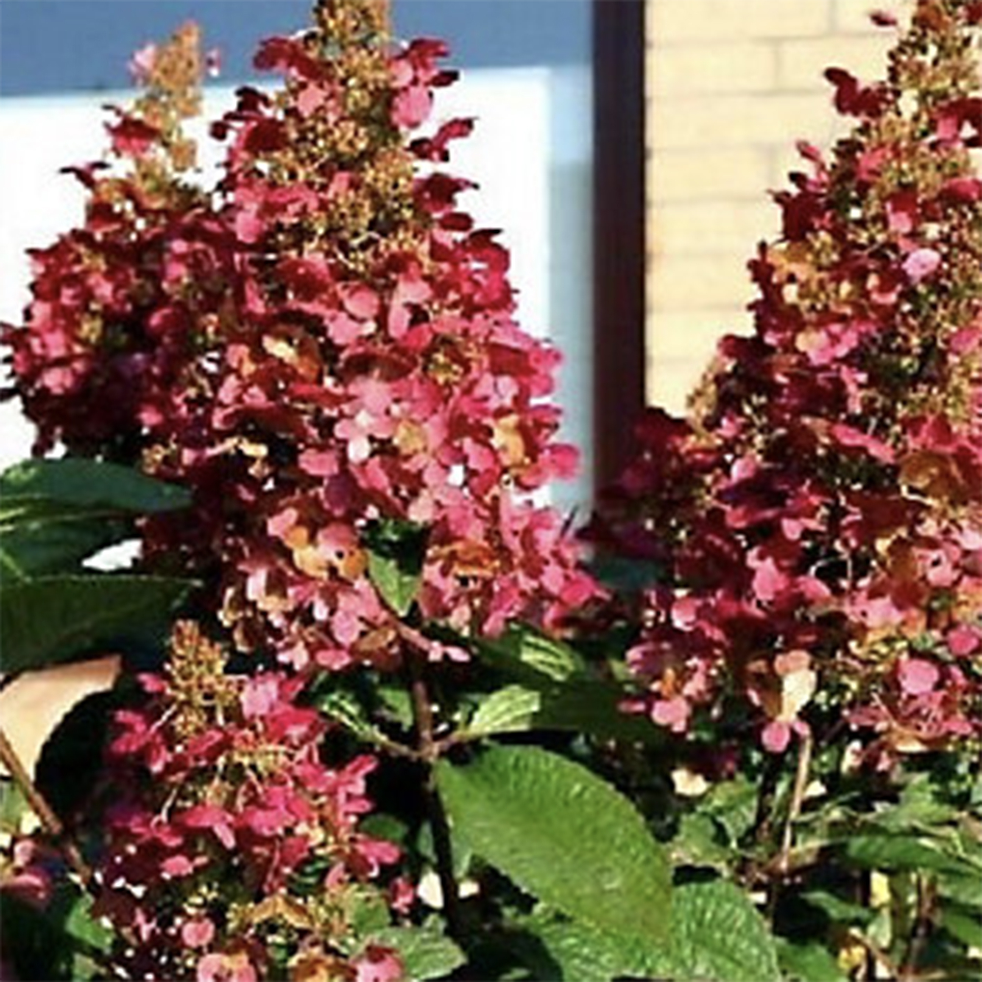 Hydrangea Paniculata Wims Red Shrub Plant Huge Flowers Supplied in a 5 Litre Pot