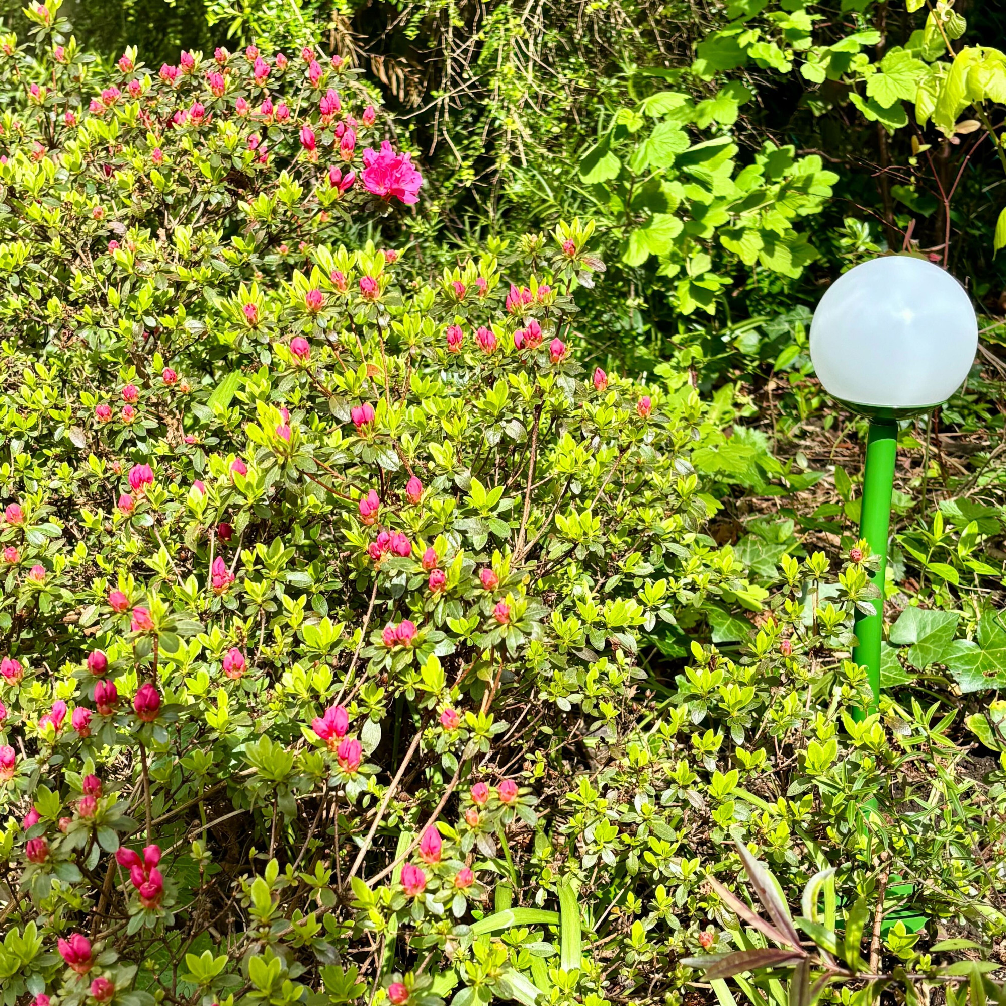 Ikea solvinden led solar powered light in a border with azalea