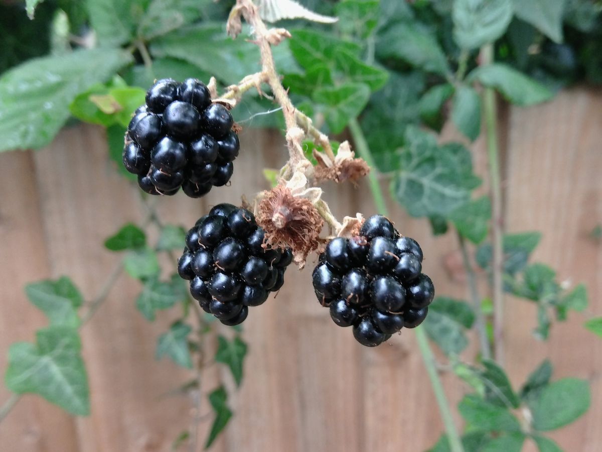 A photo taken on a Kodak PIXPRO C1 compact camera
