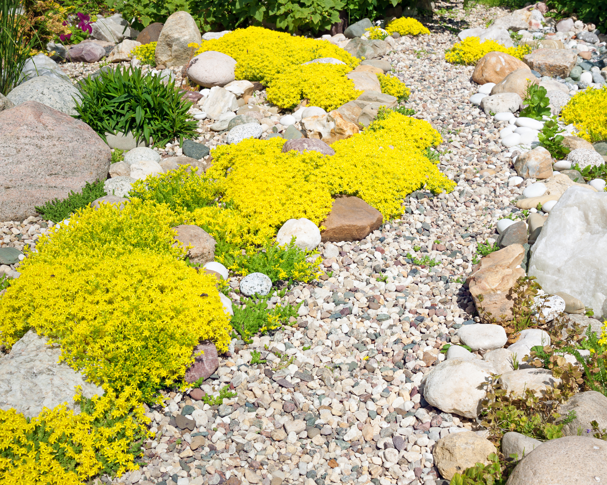rockery rock garden. gardening background. gardener backyard design element. flowers sedum flowering spring