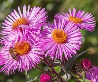 pink New England asters flowering in summer display