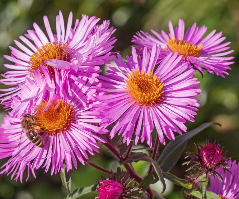 8 Fall-Blooming Flowers For Front Yards – Boost Curb Appeal | Gardening ...