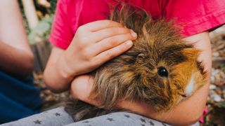 Child cradling guinea pig