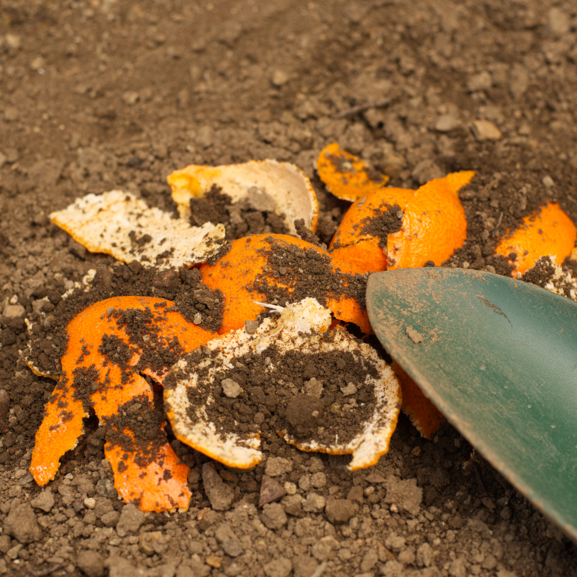orange peel in soil - Asobinin - GettyImages-1360612926