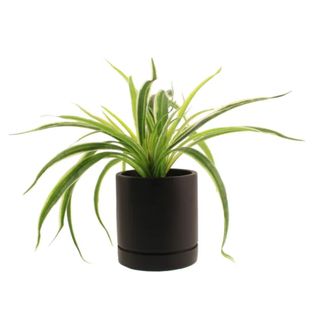 Dunelm Spider Plant