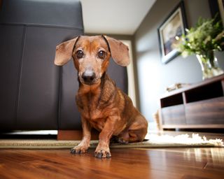 Older and distinguished mini daxie puppy dog sitting on hardwood floor in modern living room. Wrinkled brown fur matching colors of leather.-112778773