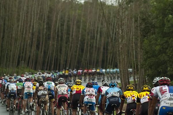 The peloton string-out beneath tree-lined roads near Baisha.