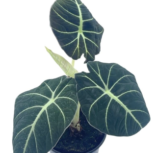Alocasia Black Velvet plant