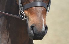 wilkie snaffle