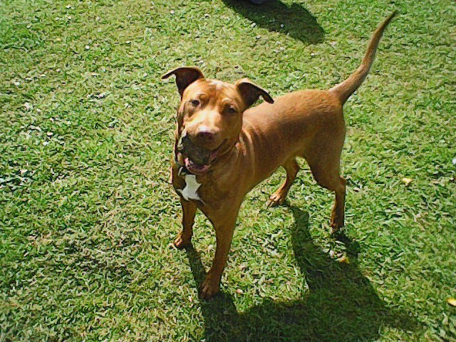 Low res photo taken on dumbphone of dog wagging its tail