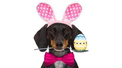 M&amp;S is selling milk chocolate sausage dog egg: dachshund sausage dog with bunny easter ears and a pink tie, isolated on white background, spoon in mouth with egg