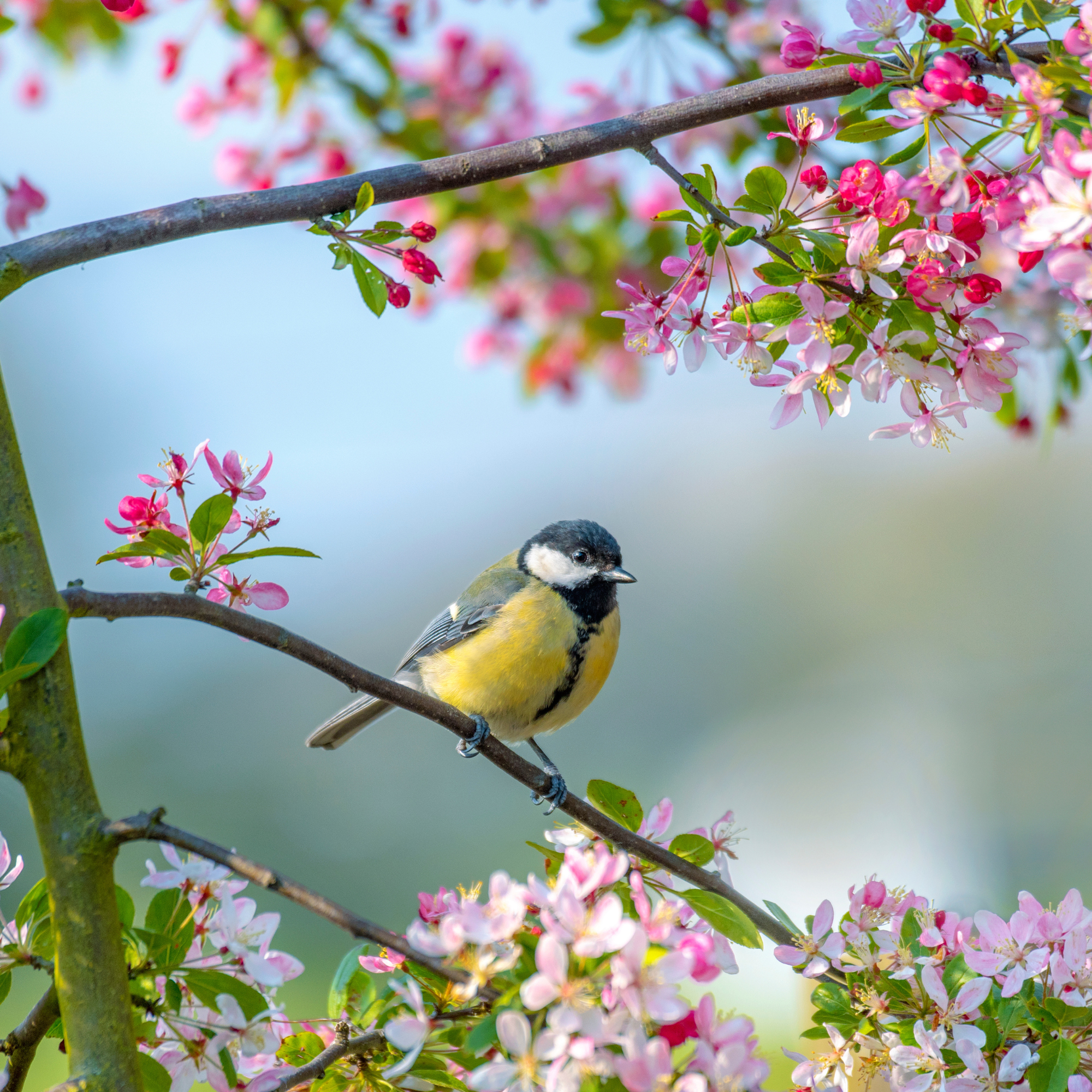 Blue tit sat on branch of blossoming tree.