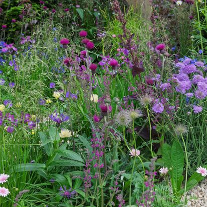 pink and mauve border design