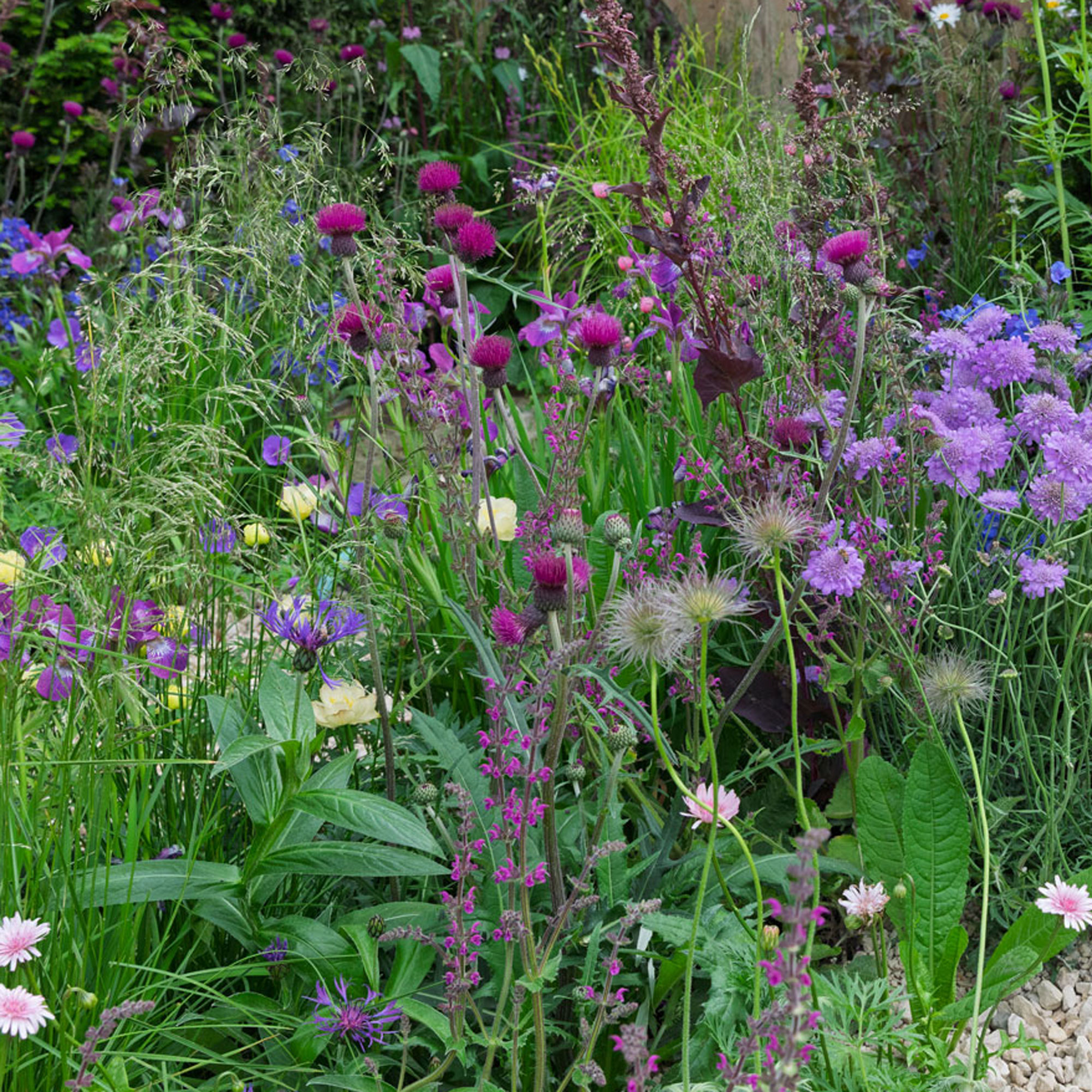 pink and mauve border design