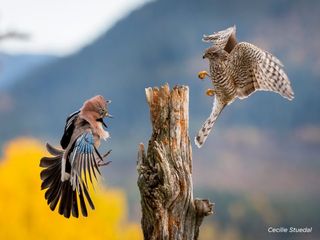 Nature in Action photo contest 