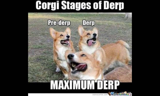 Corgi derp