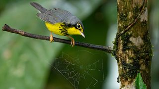 Yellow and gray bird perched on a branch, closely observing a delicate spider web with a blurred green background