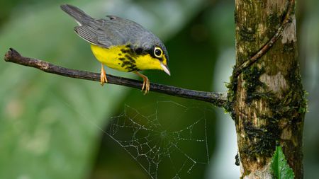 Yellow and gray bird perched on a branch, closely observing a delicate spider web with a blurred green background
