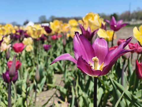 CMF Phone 2 Pro review: a bargain phone that doesn't act like a cheap