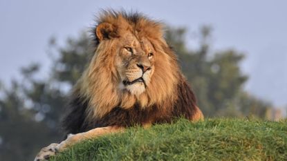 camping with lions