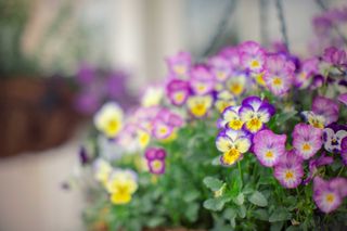 best plants for hanging baskets: lilac violas