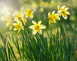 daffodils in lawn
