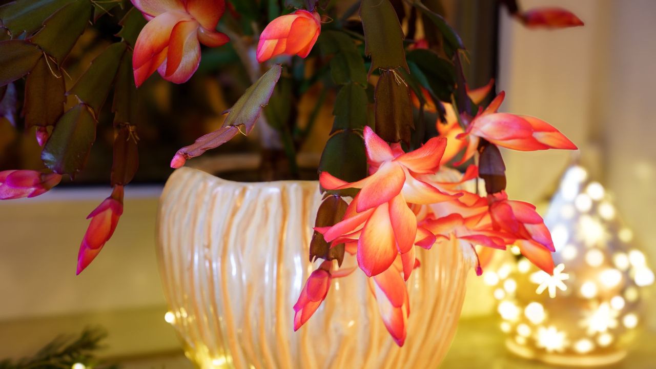 A close-up of a festive Christmas Cactus