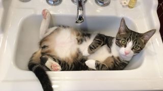 A cat reclines in a sink