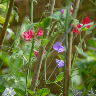 Assortment of sweet pea flowers growing