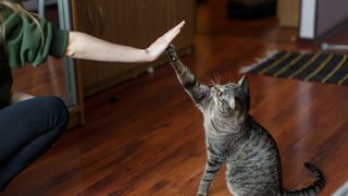 Cat high fiving a person