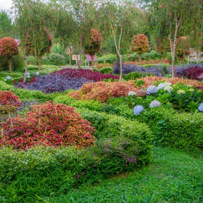 A colorful garden of shrubs