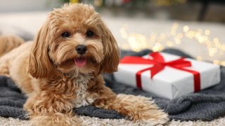 Maltipoo with gift