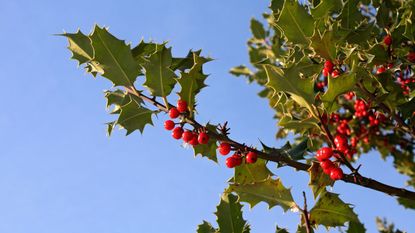 A holly bush with green spiked leaves and bright red berries against a blue sky