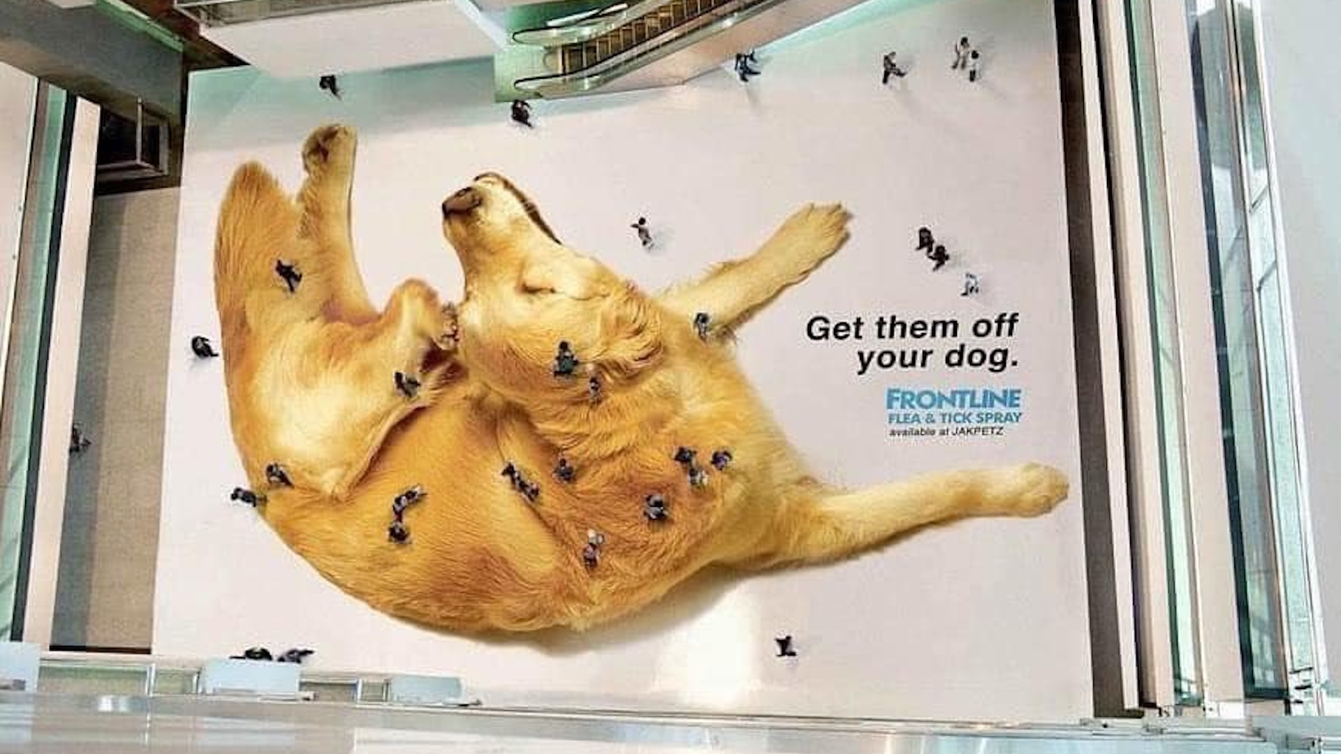 Frontline ad featuring people walking over a poster of a dog to create the illusion of them being fleas
