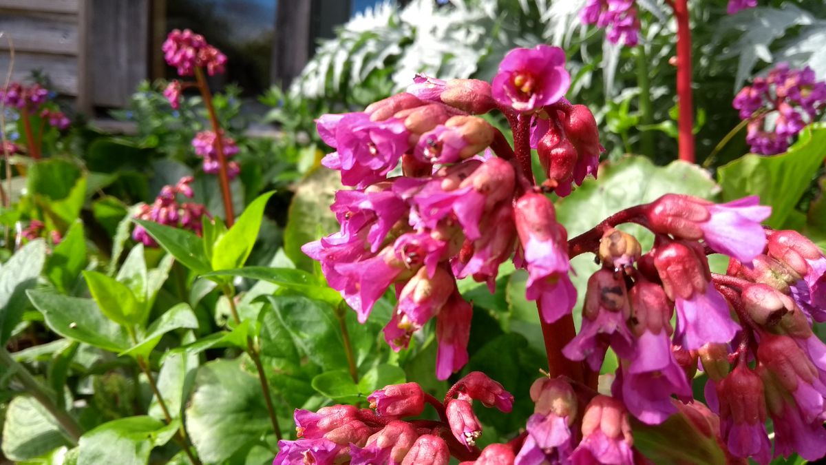 Focus is locked on to the flowers here, so they stay sharp even when the camera is moved.